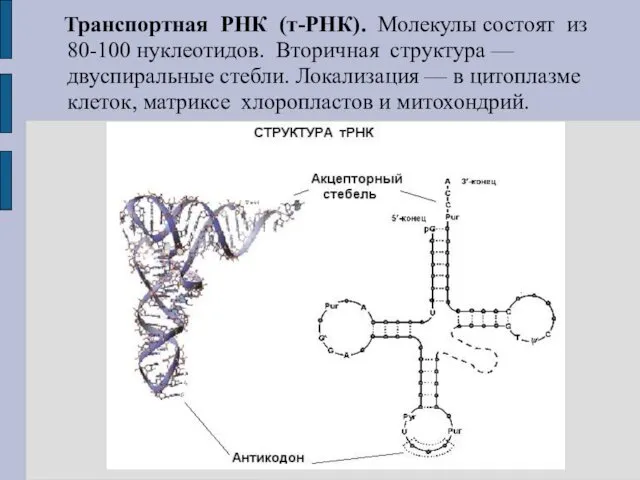 Транспортная РНК (т-РНК). Молекулы состоят из 80-100 нуклеотидов. Вторичная структура — двуспиральные стебли.