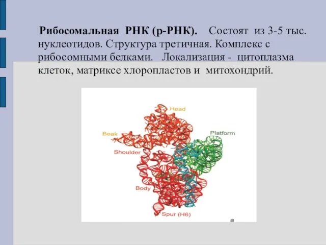 Рибосомальная РНК (р-РНК). Состоят из 3-5 тыс. нуклеотидов. Структура третичная.