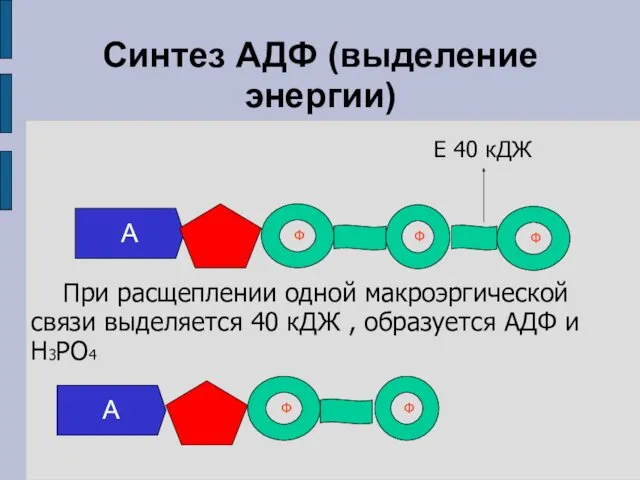 Синтез АДФ (выделение энергии) Е 40 кДЖ А Ф Ф Ф При расщеплении