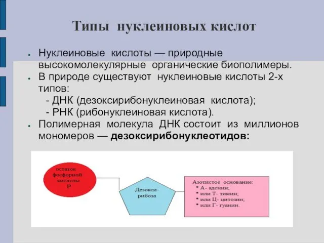 Типы нуклеиновых кислот Нуклеиновые кислоты — природные высокомолекулярные органические биополимеры.