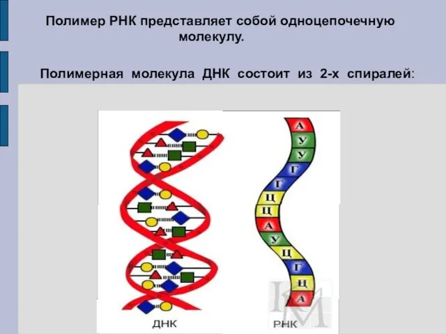 Полимерная молекула ДНК состоит из 2-х спиралей: Полимер РНК представляет собой одноцепочечную молекулу.