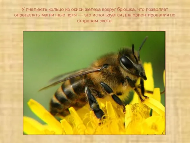 У пчел есть кольцо из окиси железа вокруг брюшка, что позволяет определять магнитные