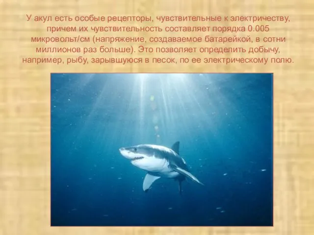 У акул есть особые рецепторы, чувствительные к электричеству, причем их чувствительность составляет порядка