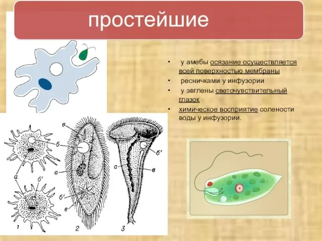 у амебы осязание осуществляется всей поверхностью мембраны ресничками у инфузории у эвглены светочувствительный