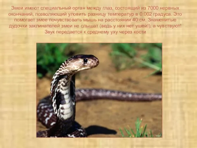 Змеи имеют специальный орган между глаз, состоящий из 7000 нервных окончаний, позволяющий уловить