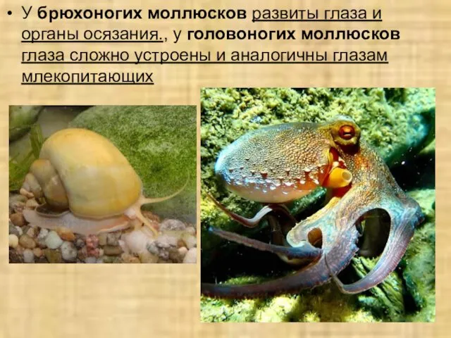 У брюхоногих моллюсков развиты глаза и органы осязания., у головоногих моллюсков глаза сложно