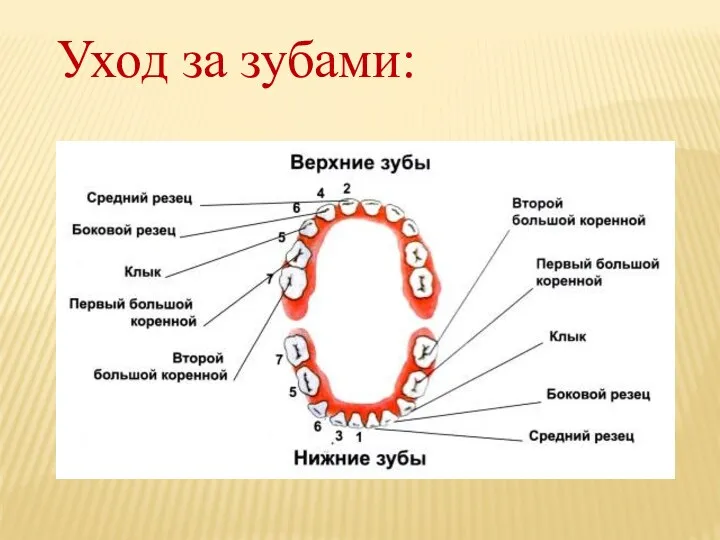 Уход за зубами: