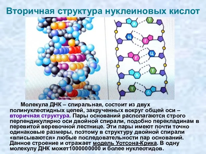 Вторичная структура нуклеиновых кислот Молекула ДНК – спиральная, состоит из