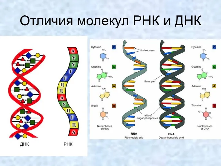Отличия молекул РНК и ДНК