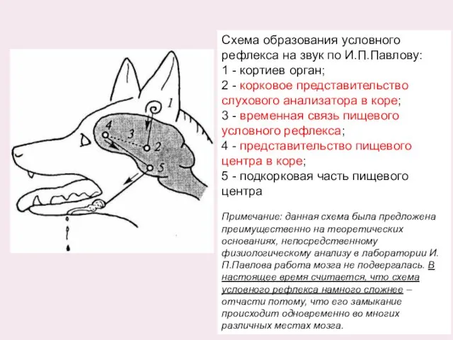 Схема образования условного рефлекса на звук по И.П.Павлову: 1 - кортиев орган; 2