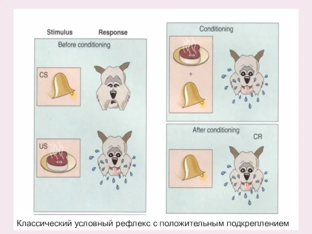 Классический условный рефлекс с положительным подкреплением