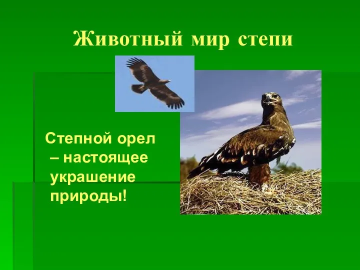 Животный мир степи Степной орел – настоящее украшение природы!