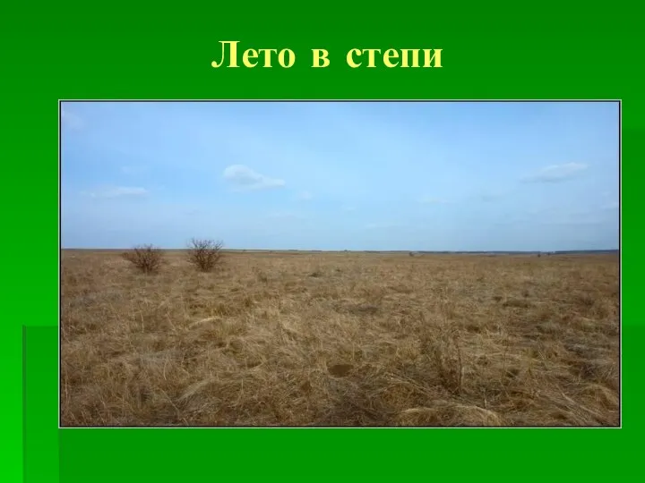 Лето в степи