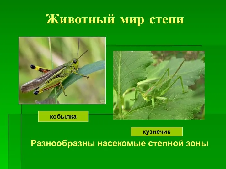 Животный мир степи Разнообразны насекомые степной зоны кобылка кузнечик