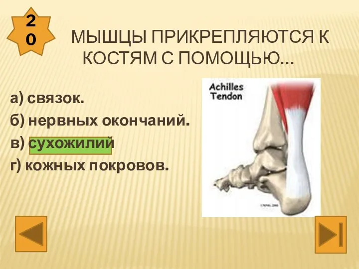 мышцы прикрепляются к костям с помощью… а) связок. б) нервных окончаний. в) сухожилий