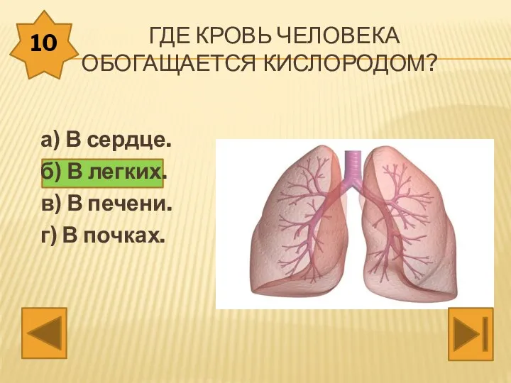 Где кровь человека обогащается кислородом? а) В сердце. б) В легких. в) В