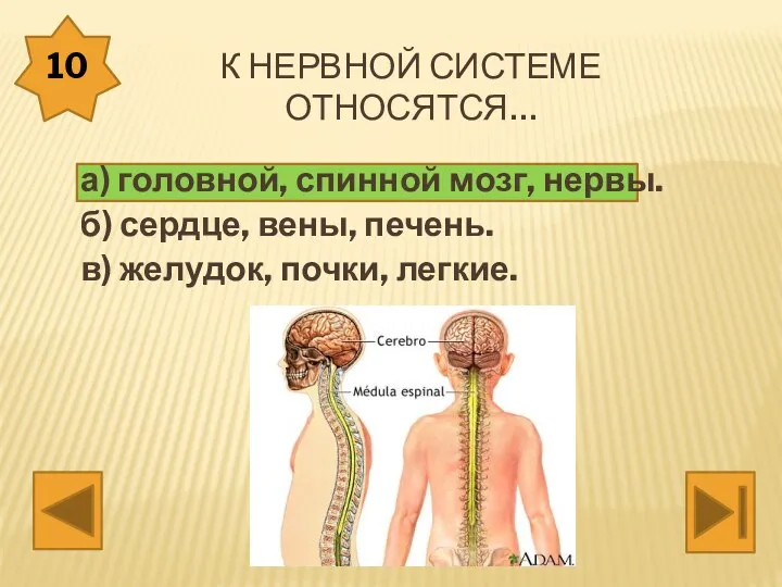 К нервной системе относятся… а) головной, спинной мозг, нервы. б) сердце, вены, печень.