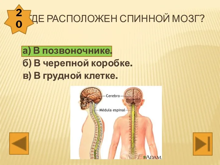 Где расположен спинной мозг? а) В позвоночнике. б) В черепной коробке. в) В грудной клетке. 20