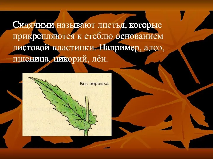 Сидячими называют листья, которые прикрепляются к стеблю основанием листовой пластинки. Например, алоэ, пшеница, цикорий, лён.