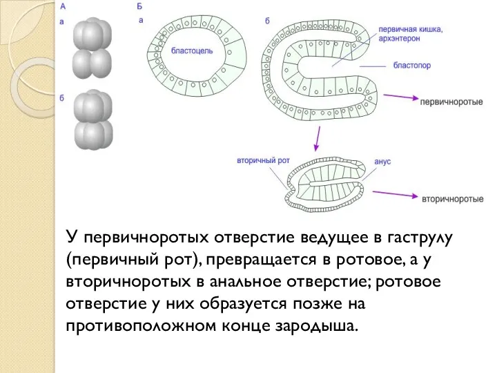 У первичноротых отверстие ведущее в гаструлу (первичный рот), превращается в ротовое, а у