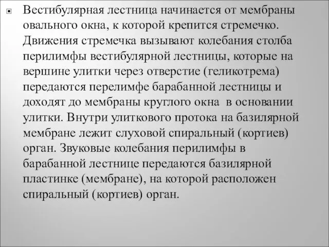 Вестибулярная лестница начинается от мембраны овального окна, к которой крепится