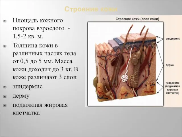 Строение кожи Площадь кожного покрова взрослого - 1,5-2 кв. м.