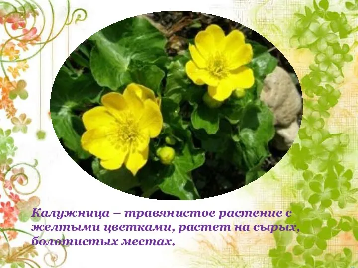 Калужница – травянистое растение с желтыми цветками, растет на сырых, болотистых местах.
