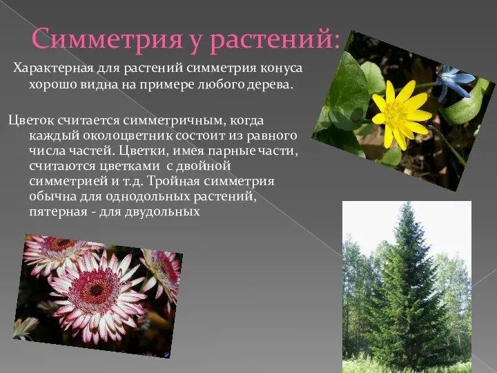 Симметрия у растений: Характерная для растений симметрия конуса хорошо видна на примере любого