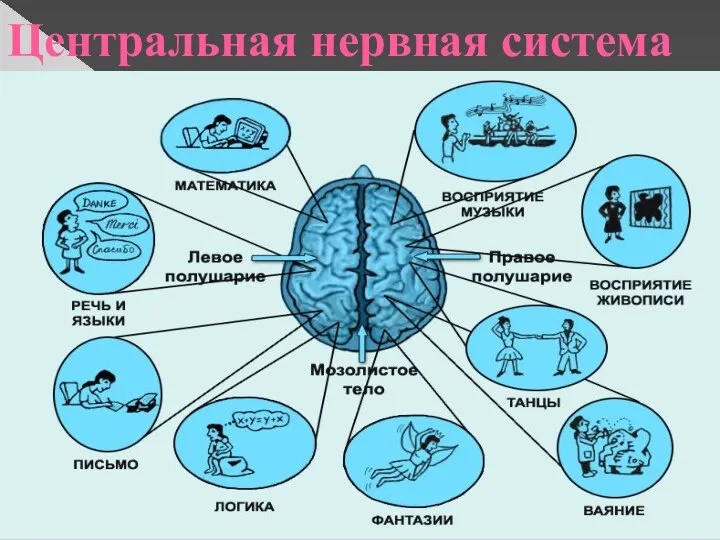 Центральная нервная система