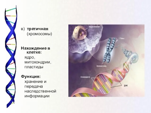 в) третичная (хромосомы) Нахождение в клетке: ядро, митохондрии, пластиды Функция: хранение и передача наследственной информации