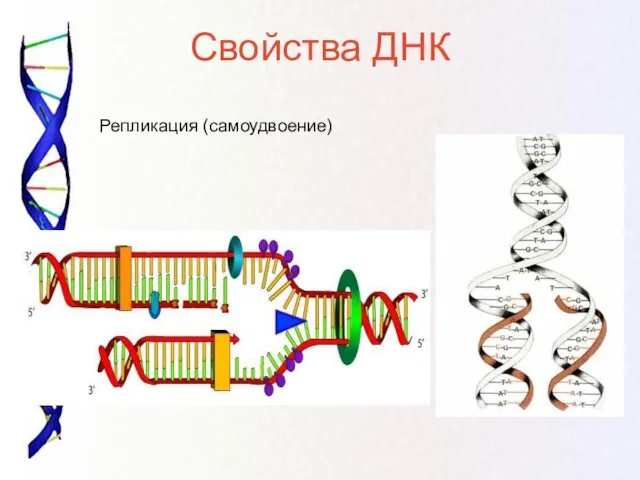 Свойства ДНК Репликация (самоудвоение)