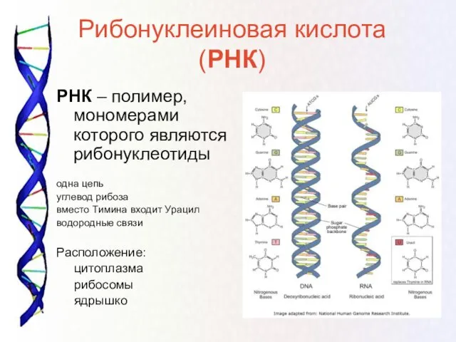 Рибонуклеиновая кислота (РНК) РНК – полимер, мономерами которого являются рибонуклеотиды