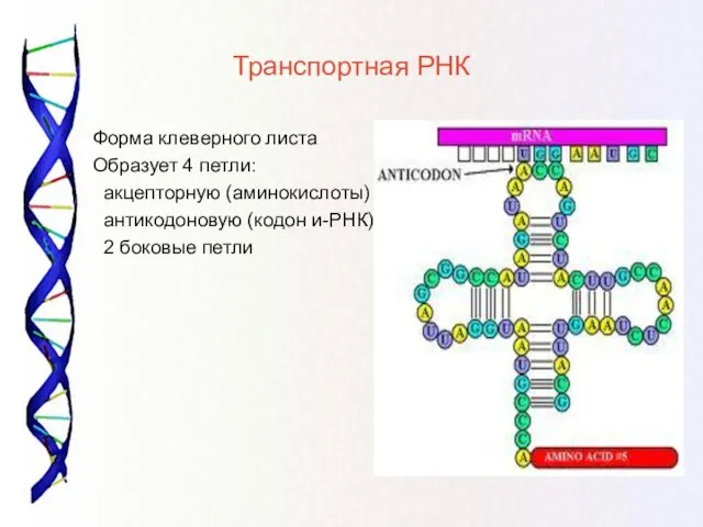 Транспортная РНК Форма клеверного листа Образует 4 петли: акцепторную (аминокислоты) антикодоновую (кодон и-РНК) 2 боковые петли