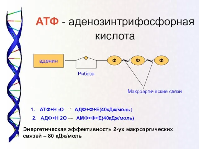 аденин Макроэргические связи АТФ+Н 2О АДФ+Ф+Е(40кДж/моль) 2. АДФ+Н 2О АМФ+Ф+Е(40кДж/моль)