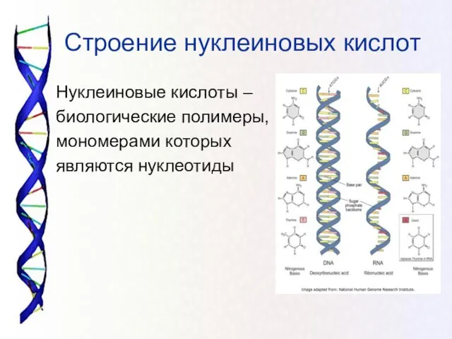 Строение нуклеиновых кислот Нуклеиновые кислоты – биологические полимеры, мономерами которых являются нуклеотиды