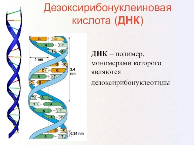 ДНК – полимер, мономерами которого являются дезоксирибонуклеотиды Дезоксирибонуклеиновая кислота (ДНК)