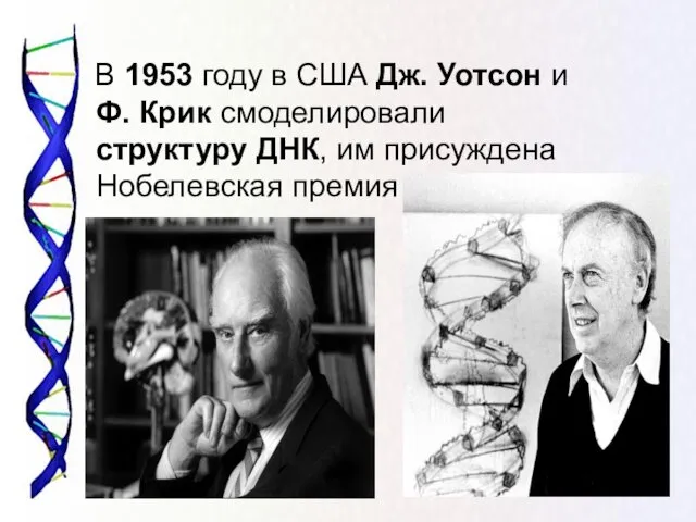 В 1953 году в США Дж. Уотсон и Ф. Крик