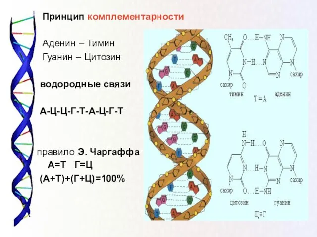 Принцип комплементарности Аденин – Тимин Гуанин – Цитозин водородные связи