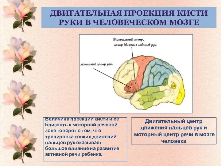 двигательная проекция кисти руки в человеческом мозге Величина проекции кисти