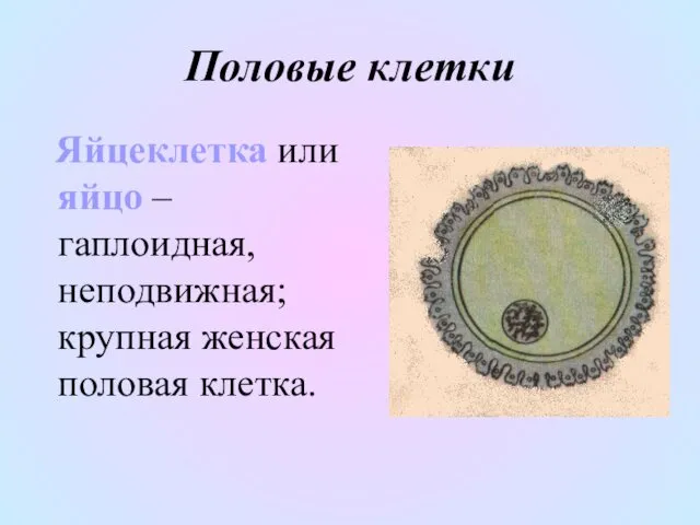 Половые клетки Яйцеклетка или яйцо – гаплоидная, неподвижная; крупная женская половая клетка.