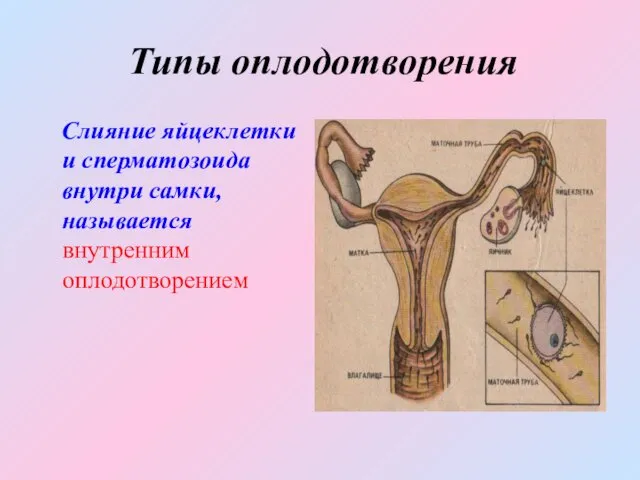 Типы оплодотворения Слияние яйцеклетки и сперматозоида внутри самки, называется внутренним оплодотворением