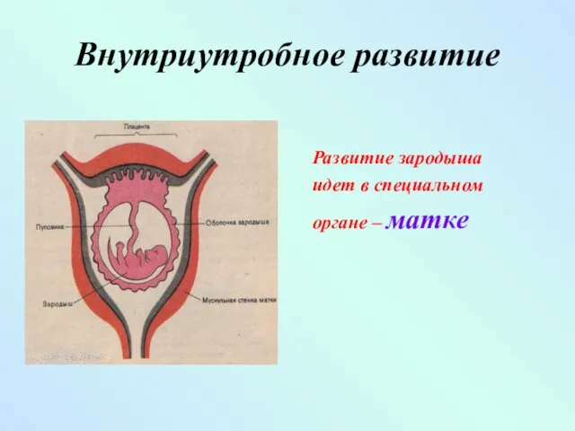 Внутриутробное развитие Развитие зародыша идет в специальном органе – матке