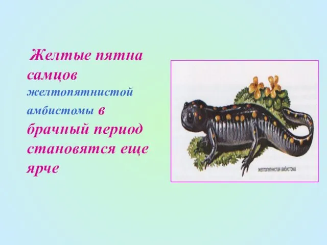 Желтые пятна самцов желтопятнистой амбистомы в брачный период становятся еще ярче