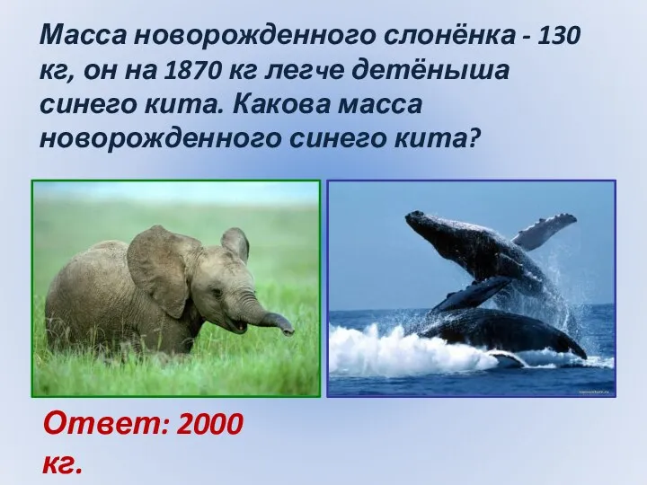 Масса новорожденного слонёнка - 130 кг, он на 1870 кг