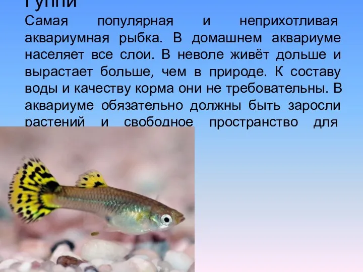 Гуппи Самая популярная и неприхотливая аквариумная рыбка. В домашнем аквариуме