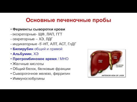 Основные печеночные пробы • Ферменты сыворотки крови –экскреторные- ЩФ, ЛАП,