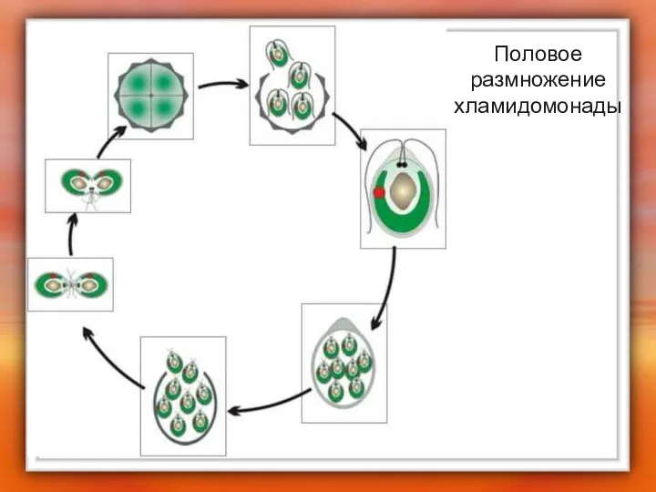 Половое размножение хламидомонады