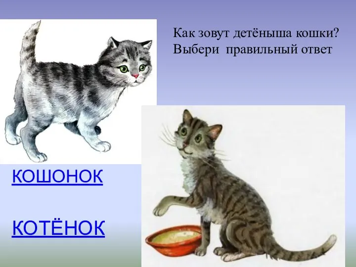 КОШОНОК КОТЁНОК Как зовут детёныша кошки? Выбери правильный ответ