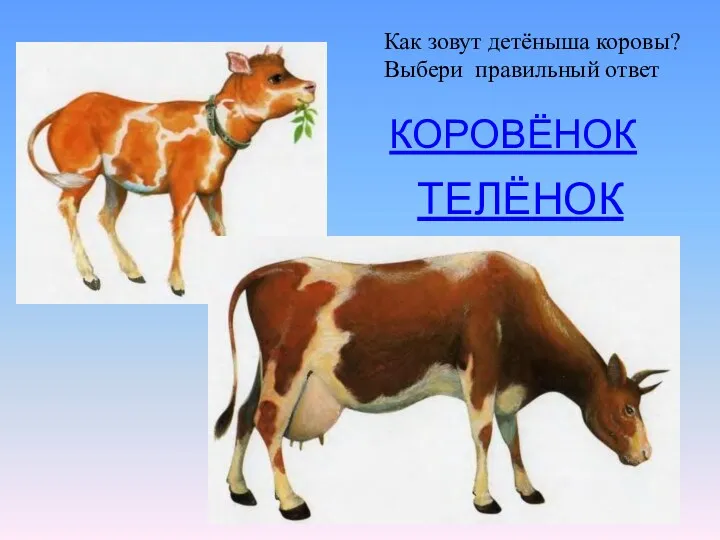 КОРОВЁНОК ТЕЛЁНОК Как зовут детёныша коровы? Выбери правильный ответ