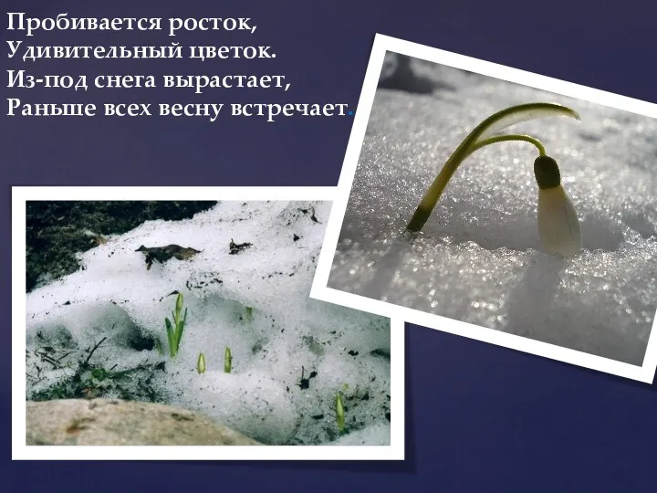 Пробивается росток, Удивительный цветок. Из-под снега вырастает, Раньше всех весну встречает.